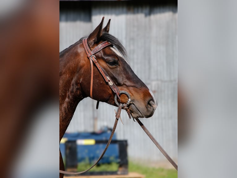 American Paint Horse Wallach 7 Jahre 150 cm Brauner in Varel JethausenVarel