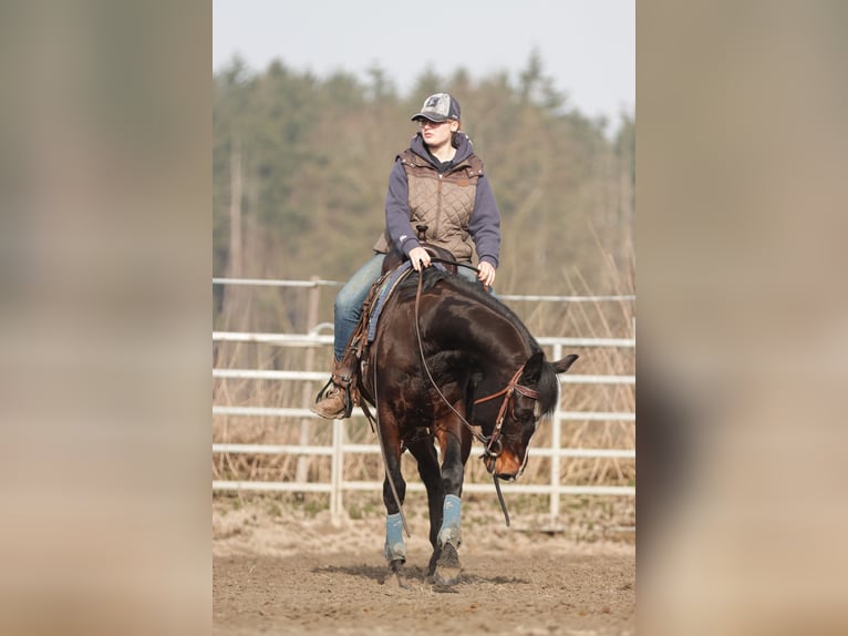 American Paint Horse Wallach 7 Jahre 150 cm Brauner in Varel JethausenVarel