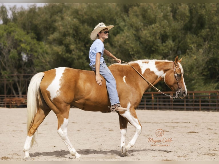 American Paint Horse Wallach 7 Jahre 150 cm Schecke in Caldwell