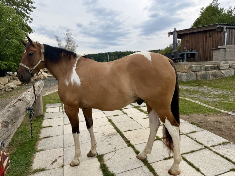 American Paint Horse Wallach 7 Jahre 150 cm Tobiano-alle-Farben in Engelbrechts