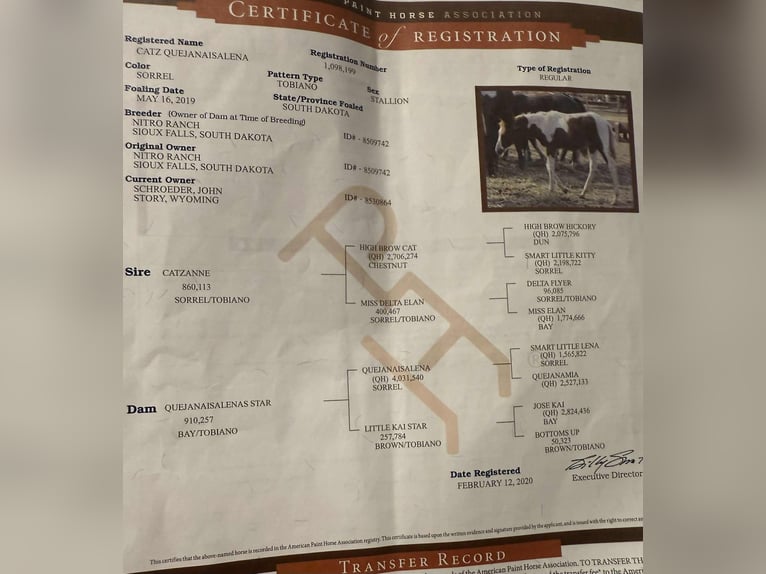 American Paint Horse Wallach 7 Jahre 150 cm Tobiano-alle-Farben in Rusk TX