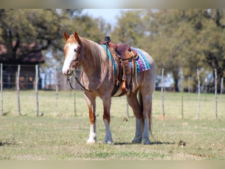 American Paint Horse Wallach 7 Jahre 152 cm Roan-Red in Stephenville TX