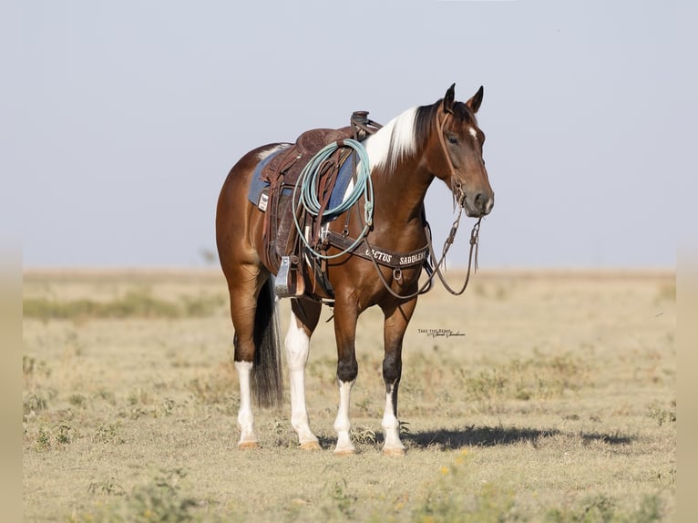 American Paint Horse Wallach 7 Jahre 152 cm Tobiano-alle-Farben in Congress