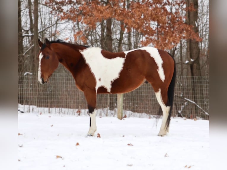 American Paint Horse Wallach 7 Jahre 152 cm Tobiano-alle-Farben in Howell