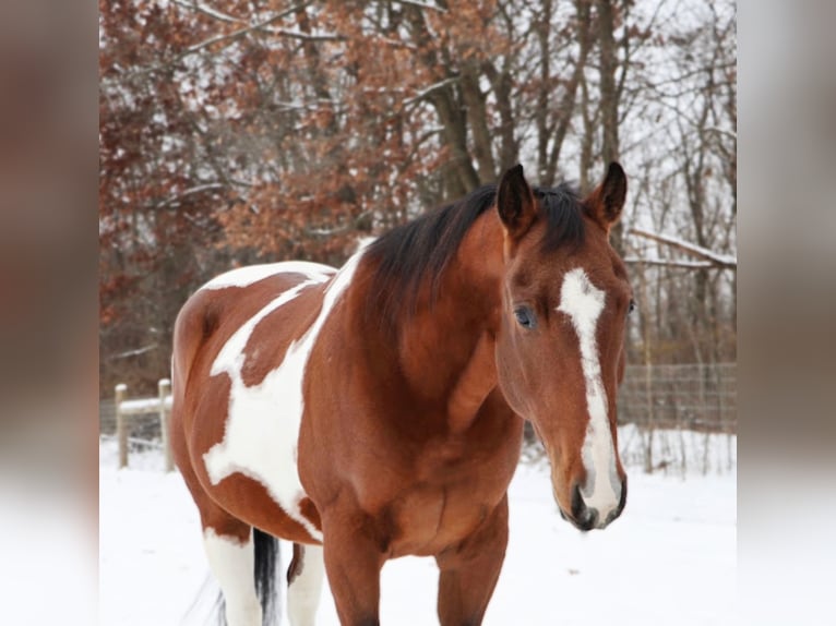 American Paint Horse Wallach 7 Jahre 152 cm Tobiano-alle-Farben in Howell