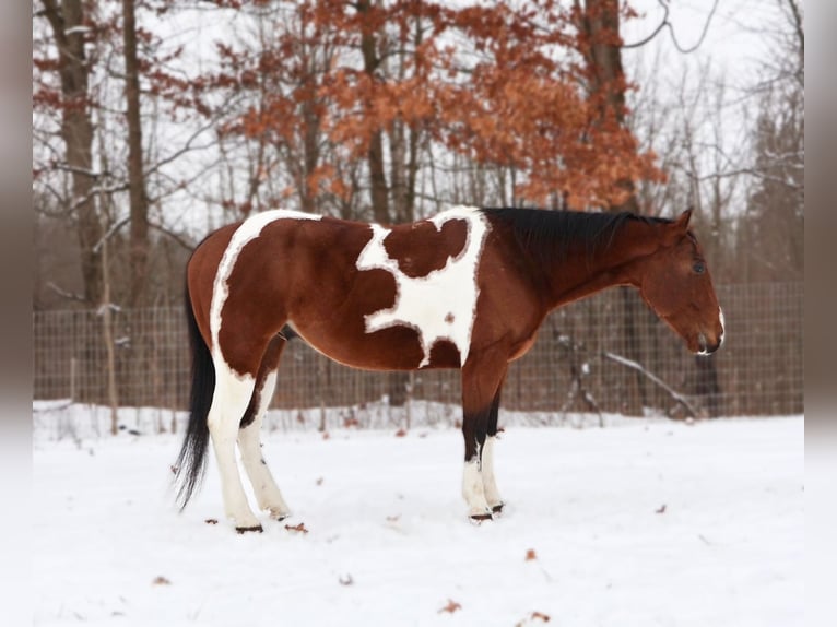 American Paint Horse Wallach 7 Jahre 152 cm Tobiano-alle-Farben in Howell
