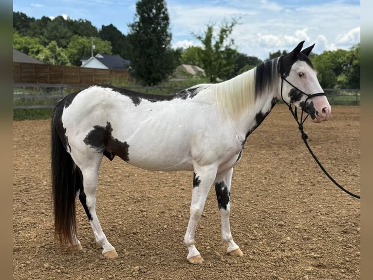 American Paint Horse Wallach 7 Jahre 152 cm Tovero-alle-Farben in New Hope, AL