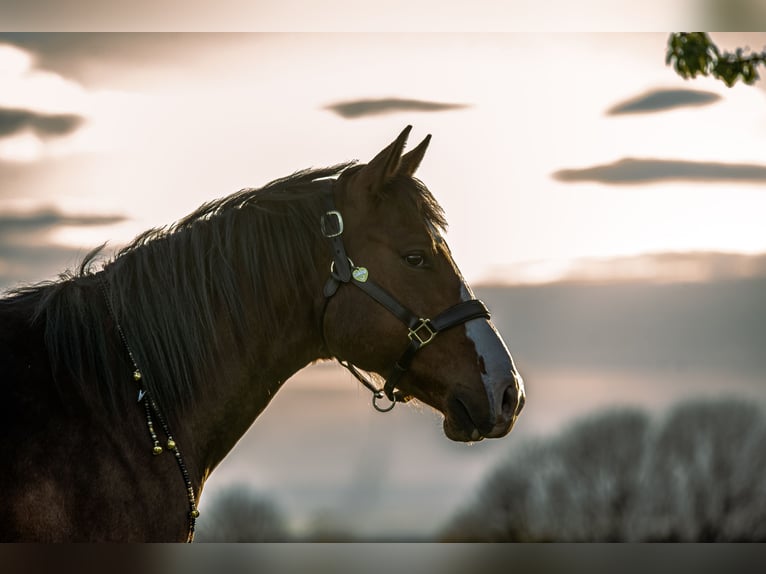 American Paint Horse Wallach 7 Jahre 153 cm Brauner in Karben