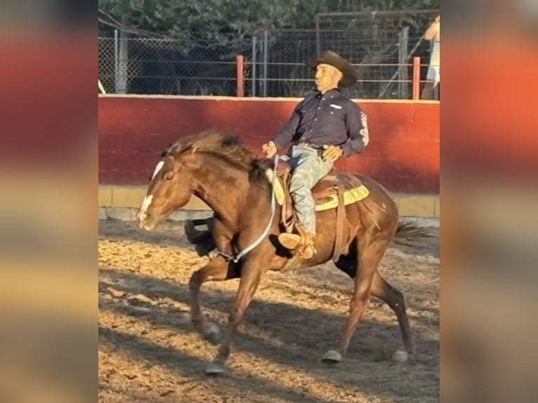 American Paint Horse Wallach 7 Jahre 154 cm  in GALAPAGOS