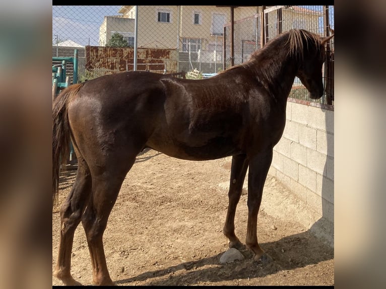 American Paint Horse Wallach 7 Jahre 154 cm  in GALAPAGOS