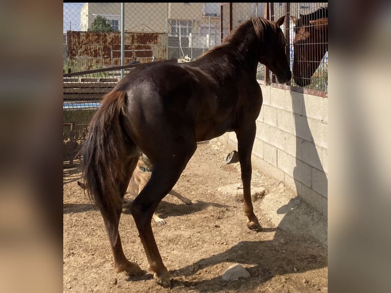 American Paint Horse Wallach 7 Jahre 154 cm  in GALAPAGOS