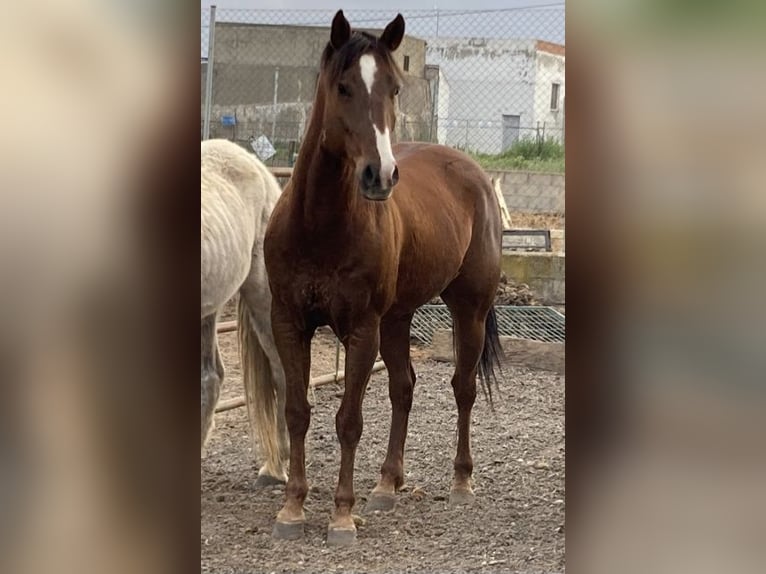 American Paint Horse Wallach 7 Jahre 154 cm  in GALAPAGOS