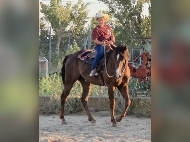 American Paint Horse Wallach 7 Jahre 154 cm  in GALAPAGOS