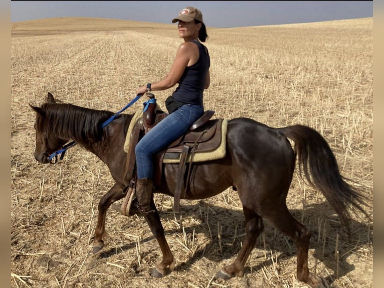 American Paint Horse Wallach 7 Jahre 154 cm  in GALAPAGOS