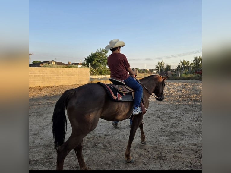 American Paint Horse Wallach 7 Jahre 154 cm  in GALAPAGOS
