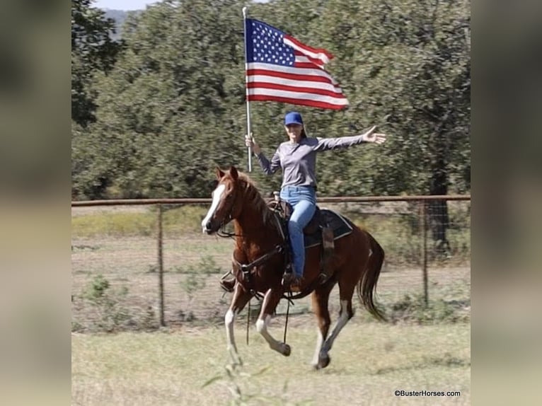 American Paint Horse Wallach 7 Jahre 155 cm Dunkelfuchs in Weatherford TX