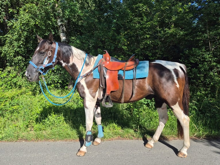 American Paint Horse Mix Wallach 7 Jahre 155 cm Schecke in Linkenbach