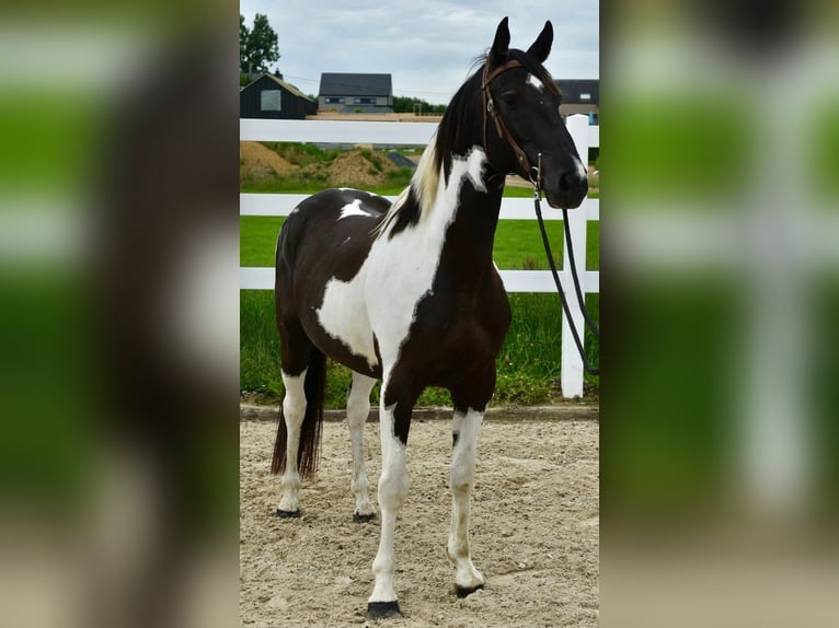 American Paint Horse Mix Wallach 7 Jahre 155 cm Schecke in Linkenbach