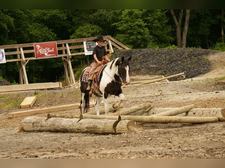American Paint Horse Wallach 7 Jahre 155 cm Schecke in Fresno