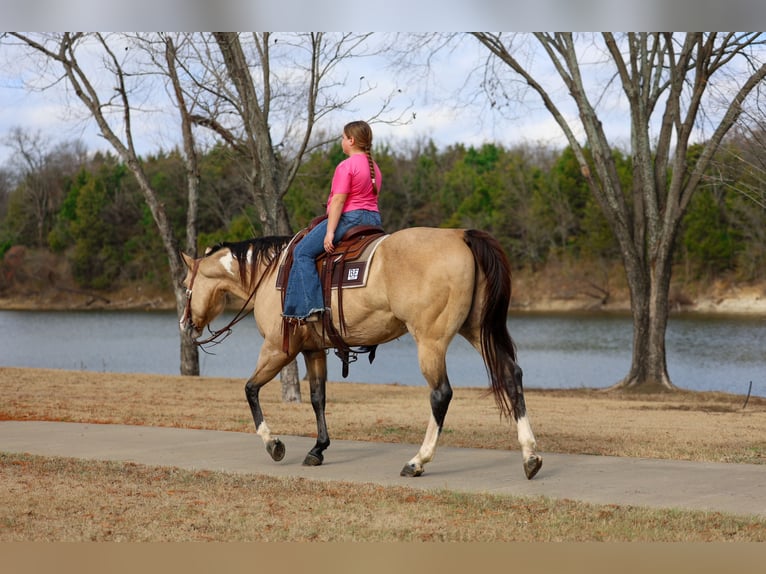 American Paint Horse Wallach 7 Jahre 157 cm Buckskin in Forney