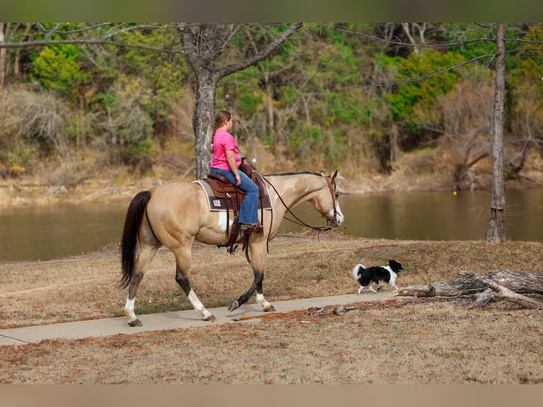 American Paint Horse Wallach 7 Jahre 157 cm Buckskin in Forney
