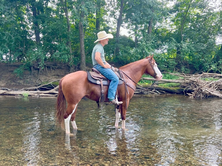 American Paint Horse Wallach 7 Jahre 157 cm Rotfuchs in Lebanon