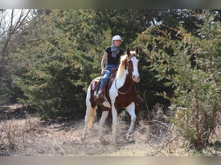 American Paint Horse Wallach 7 Jahre 157 cm Schecke in Ripley