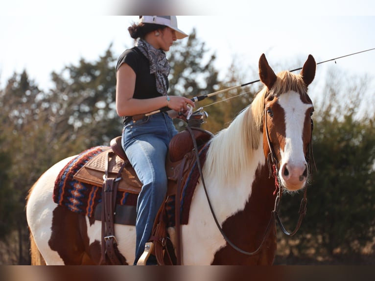 American Paint Horse Wallach 7 Jahre 157 cm Schecke in Ripley