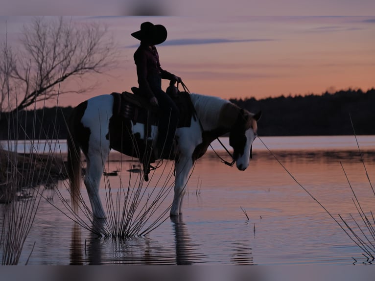 American Paint Horse Wallach 7 Jahre 157 cm Schecke in Ripley