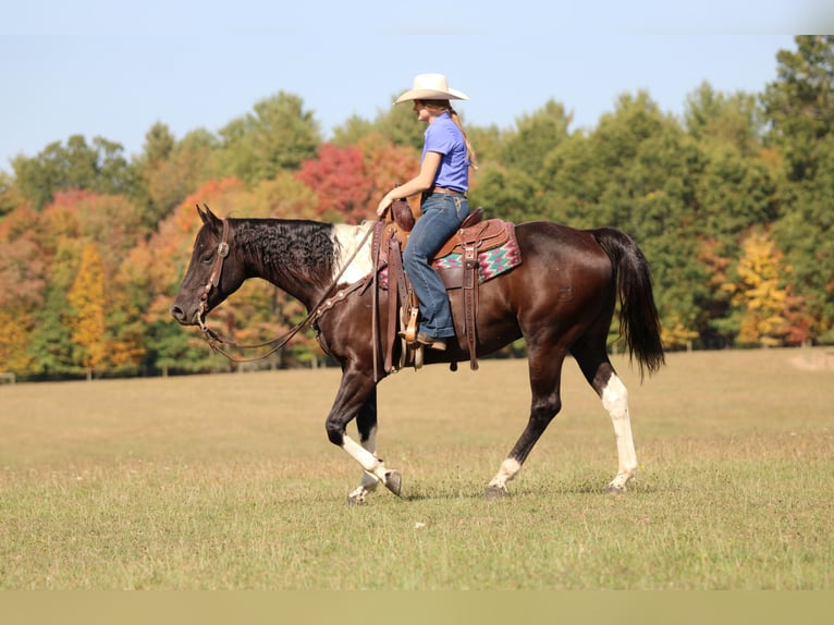 American Paint Horse Wallach 7 Jahre 157 cm in Clarion, PA