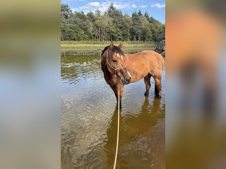 American Paint Horse Wallach 7 Jahre 158 cm Brauner in Grefrath