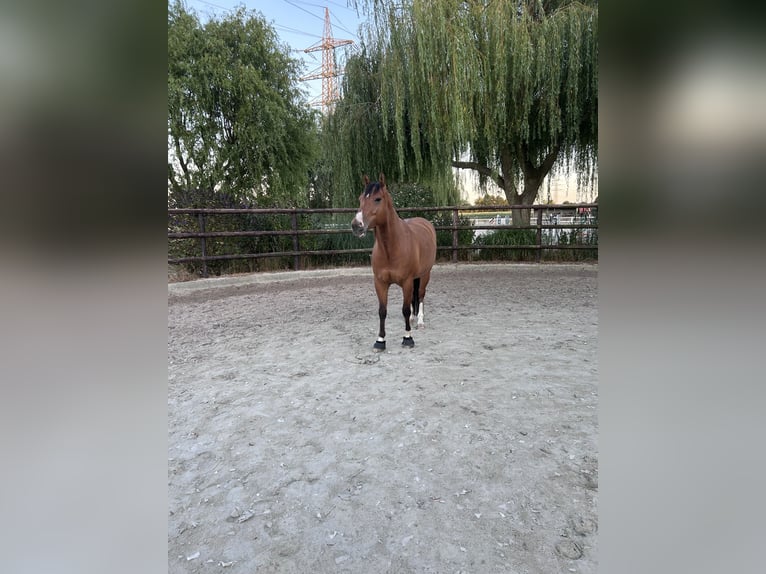 American Paint Horse Wallach 7 Jahre 158 cm Brauner in Grefrath
