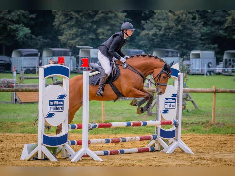 American Paint Horse Wallach 7 Jahre 158 cm Brauner in Grefrath