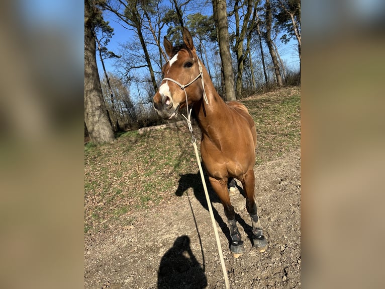 American Paint Horse Wallach 7 Jahre 158 cm Brauner in Grefrath
