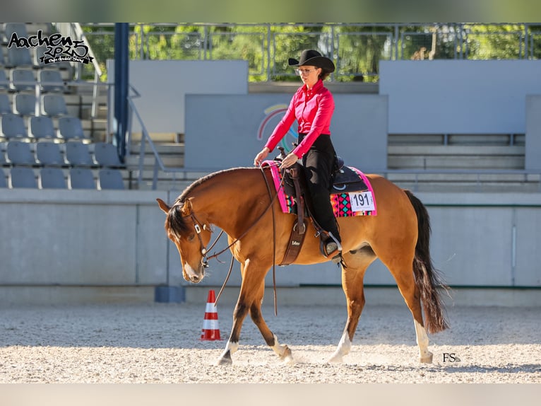 American Paint Horse Wallach 7 Jahre 158 cm Brauner in Grefrath