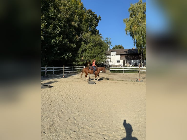 American Paint Horse Wallach 7 Jahre 158 cm Fuchs in Landshut