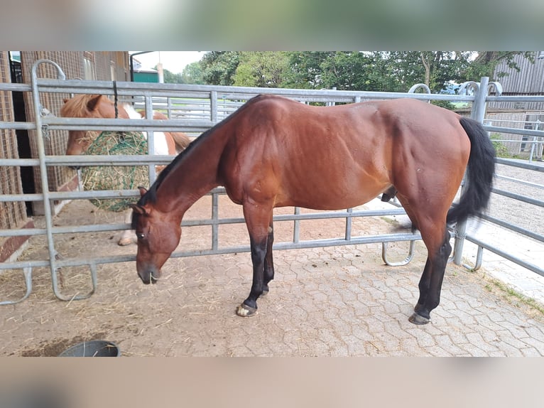 American Paint Horse Wallach 7 Jahre 160 cm Brauner in Hawangen