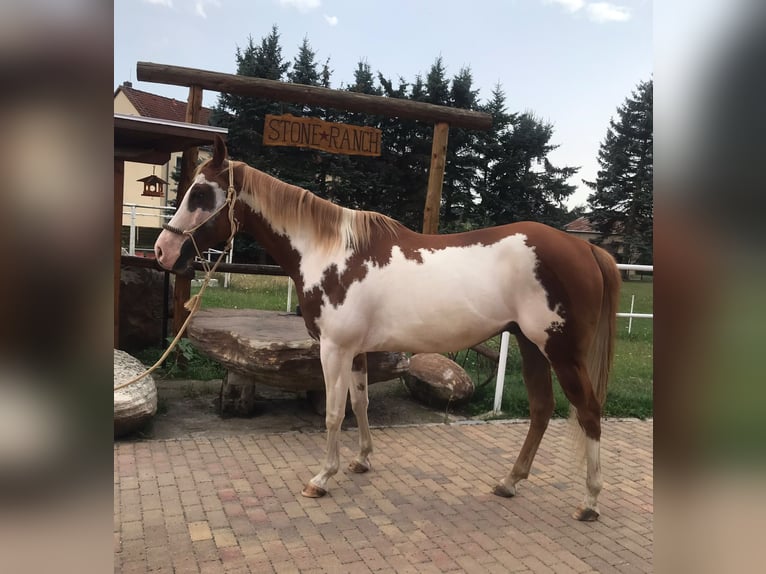 American Paint Horse Wallach 7 Jahre 160 cm Overo-alle-Farben in Glashütte
