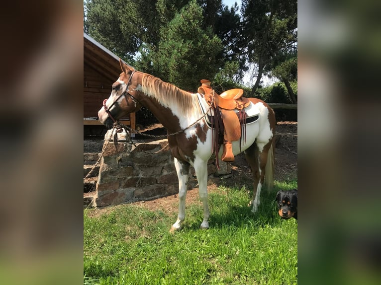 American Paint Horse Wallach 7 Jahre 160 cm Overo-alle-Farben in Glashütte