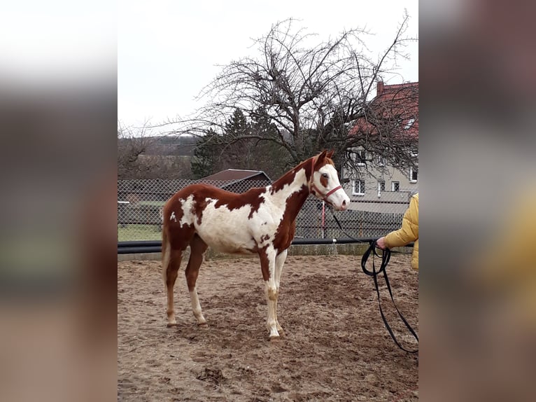 American Paint Horse Wallach 7 Jahre 160 cm Overo-alle-Farben in Glashütte