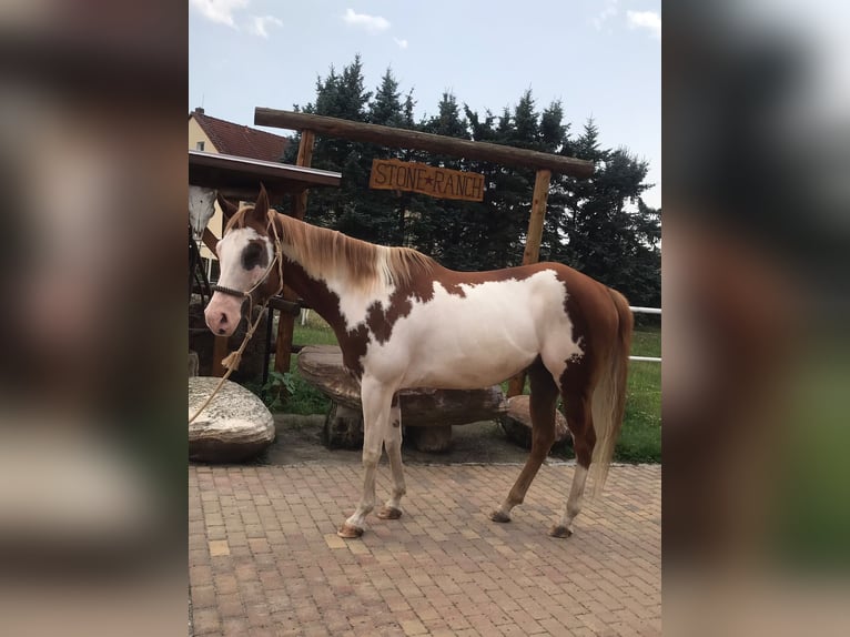 American Paint Horse Wallach 7 Jahre 160 cm Overo-alle-Farben in Glashütte