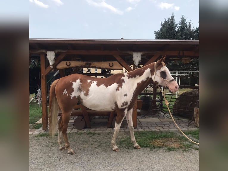 American Paint Horse Wallach 7 Jahre 160 cm Overo-alle-Farben in Glashütte