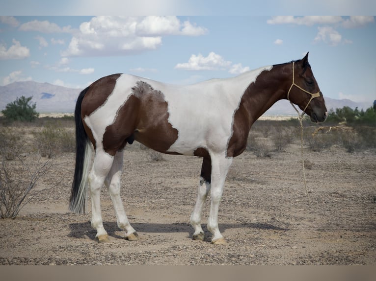 American Paint Horse Wallach 7 Jahre 160 cm Schecke in Tonopah