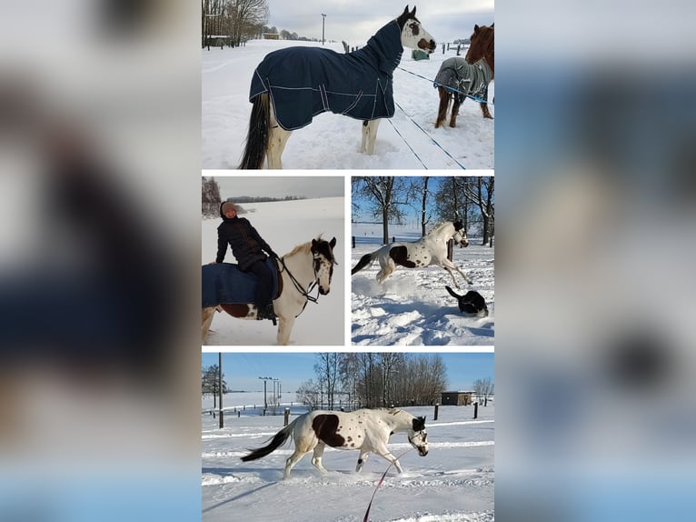 American Paint Horse Wallach 7 Jahre 162 cm Tovero-alle-Farben in Strmilov