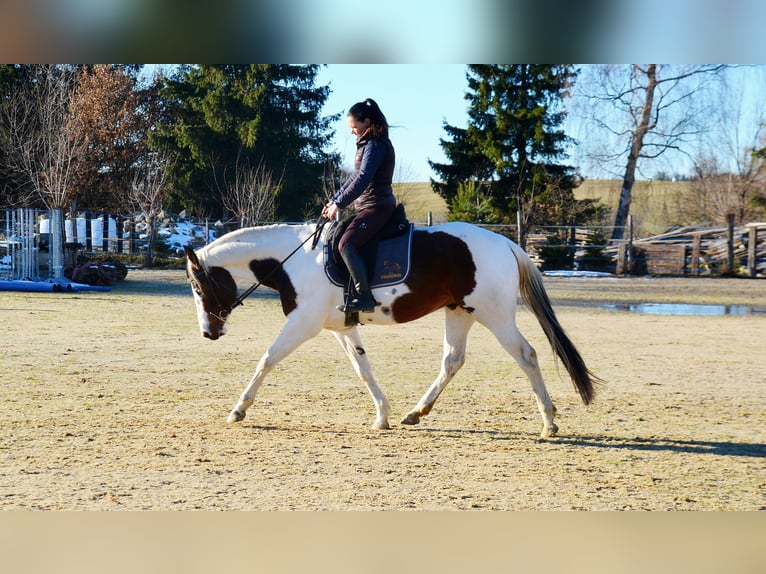 American Paint Horse Wallach 7 Jahre 162 cm Tovero-alle-Farben in Strmilov