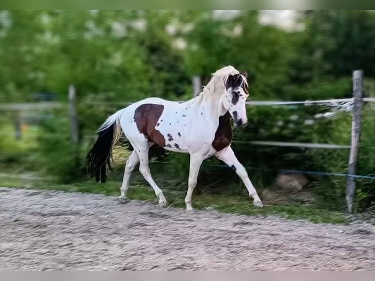 American Paint Horse Wallach 7 Jahre 162 cm Tovero-alle-Farben in Strmilov