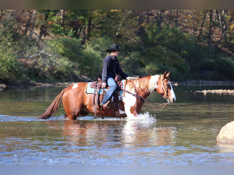 American Paint Horse Wallach 7 Jahre 168 cm Schecke in Morriston