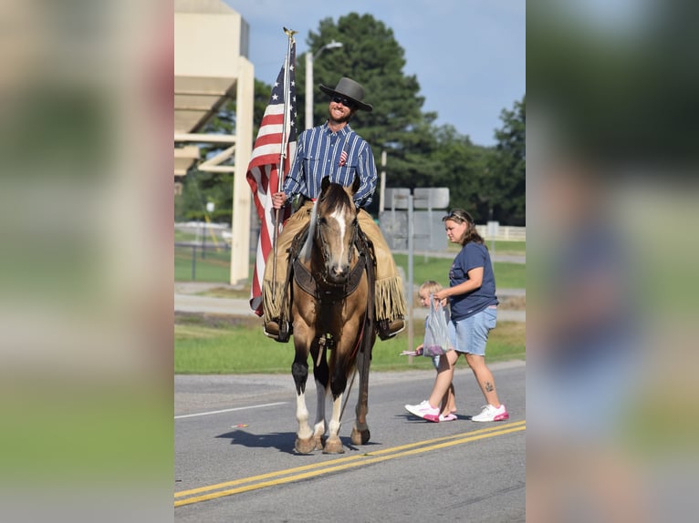 American Paint Horse Wallach 7 Jahre Buckskin in Mccurtain