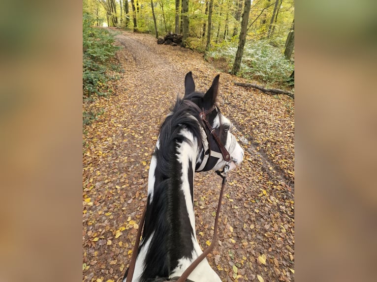 American Paint Horse Wallach 7 Jahre Overo-alle-Farben in Kelkheim (Taunus)
