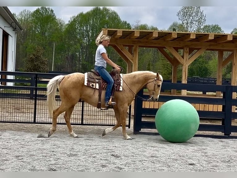 American Paint Horse Wallach 7 Jahre Palomino in Oxford
